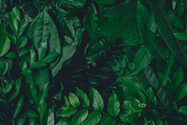 istock abstract green leaf texture, nature background, tropical leaf 1288631445