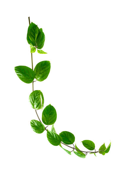 istock abstract green leaf texture, nature background, tropical leaf 1288631454