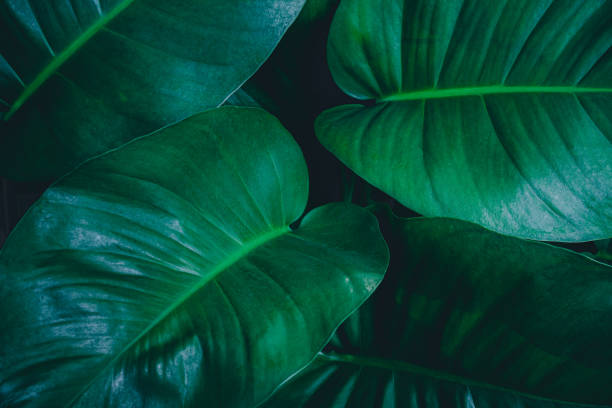 istock abstract green leaf texture, nature background, tropical leaf 1288631498