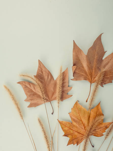 istock Spikelet and dry leaves on blue. Close up. 1288632626