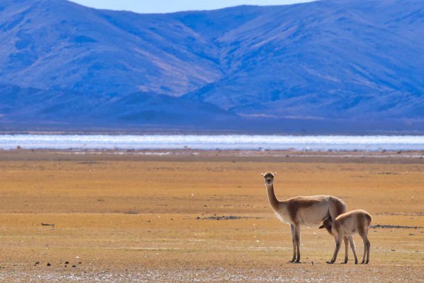 istock Guanacos and her baby 1288634240