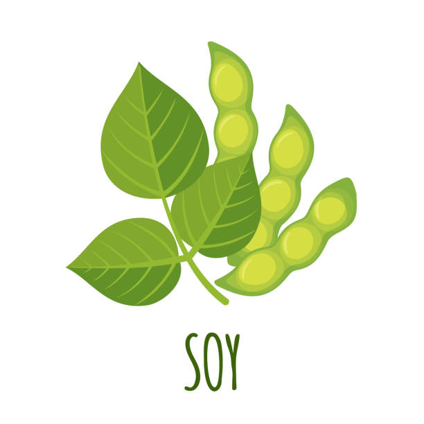 Vector Soy icon in flat style isolated on white. Soy icon in flat style isolated on white background. Vector Illustrations. Soy beans plant illustration. crop plant illustrations stock illustrations