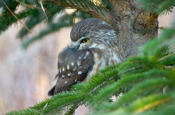 istock Northern Saw-whet Owl in the wild 1288636273