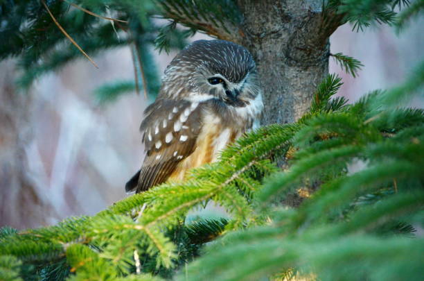 istock Northern Saw-whet Owl in the wild 1288636390