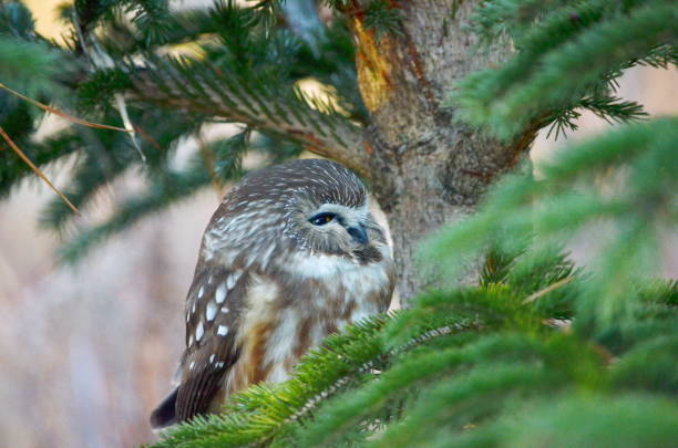 istock Northern Saw-whet Owl in the wild 1288636440