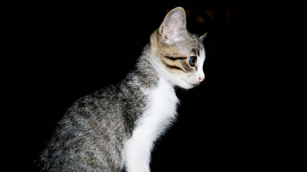 istock Potraiture of singel cat 1288637371
