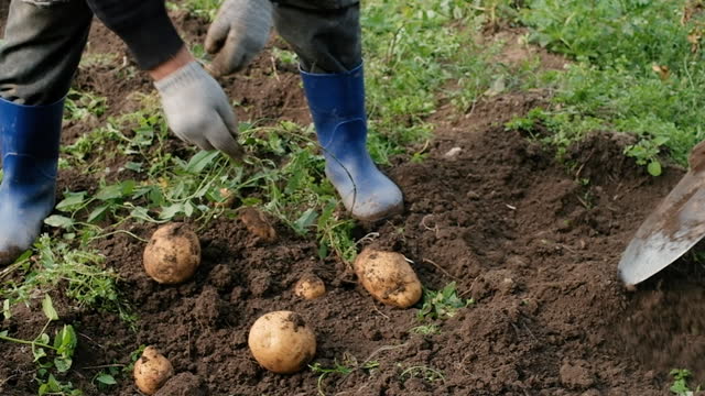 Gardeners are harvesting potatoes. Dug out of the ground. Agriculture concept Farmers market. grow vegetables natural pure fresh product. work in the garden. close-up