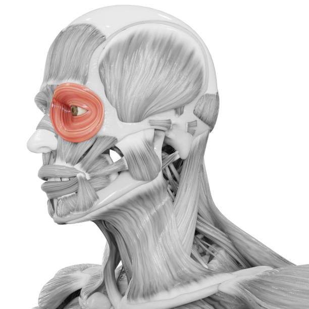 Cuerpo Humano Sistema Muscular Cabeza Músculos Orbicularis Oculi Anatomía Muscular Foto de stock y más banco de imágenes de Diagrama médico - iStock Cuerpo Humano Sistema Muscular Cabeza Músculos Orbicularis Oculi Anatomía Muscular Foto de stock y más banco de imágenes de Diagrama médico - iStock