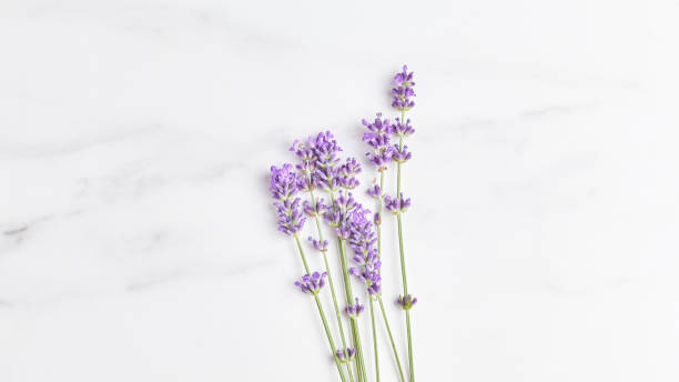 istock flowers panoramic banner. minimalistic lavender bouquet on marble surface. flat lay, copy space 1288638222