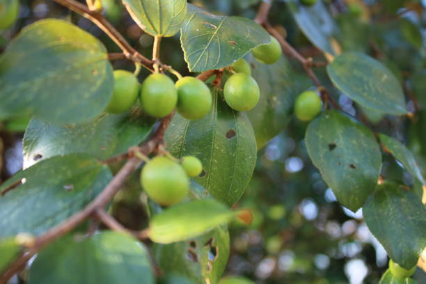 istock Indian jujube tree stock Photography 1288638452