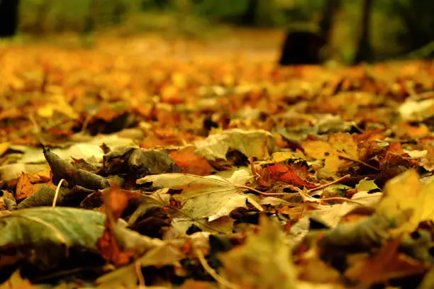 Autumn leaves on the footpath in Killarney National Park