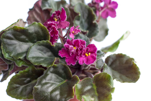 istock Violet flowers in a pot 1288639498