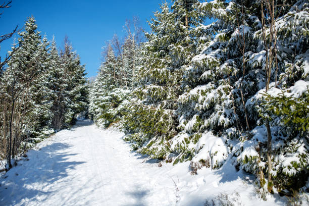 istock Forest in winter covered with snow 1288639539
