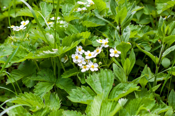 istock Strawberry flowers in the thick grass. 1288639679