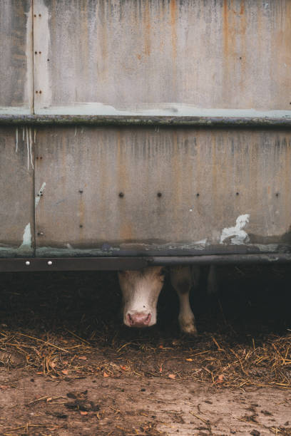istock A cow peering out from under a fence 1288639694