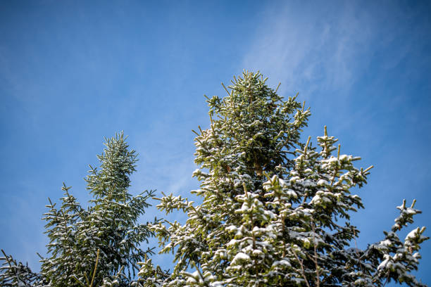 Fir tree under snow