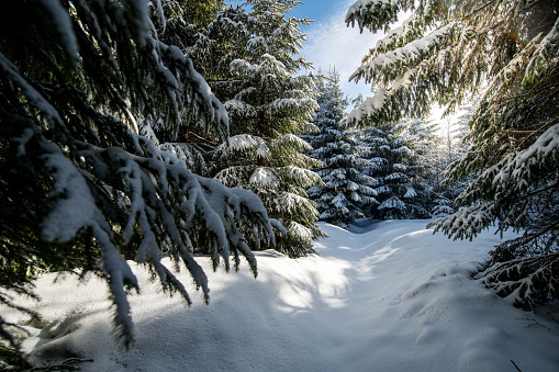 Thuringia, Germany: Coniferous trees in the winter forest.