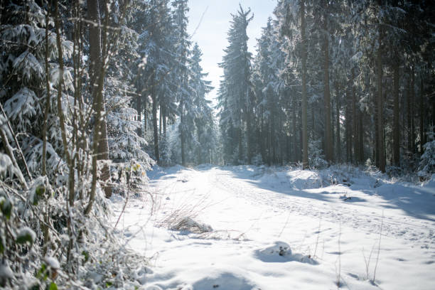 istock Forest in winter covered with snow 1288639894