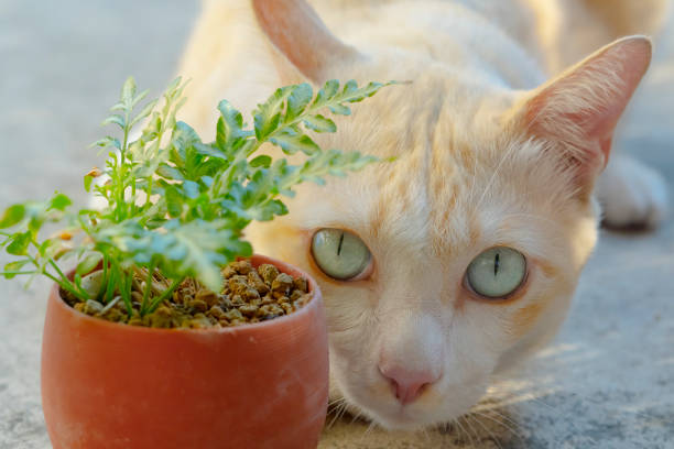 istock a big white cats behind a little tree pot. 1288641139