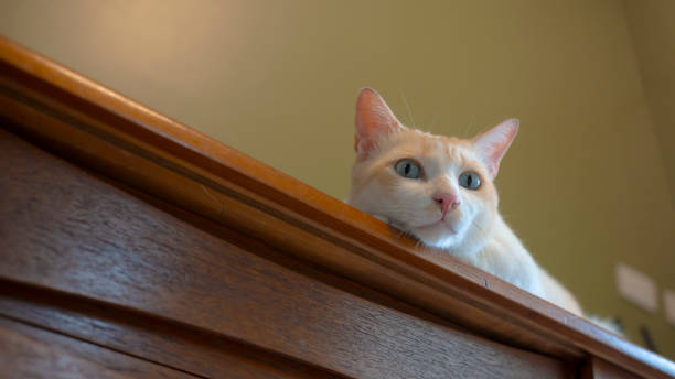 istock A white cat sleeping on a wooden table 1288641166