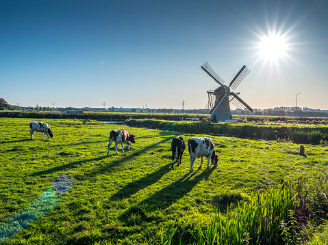 Typical Dutch polder landscape with a grazing cows in the meadow. An old windmill is in the background. The photo was taken at the end of the summer season in the the west of the Netherlands