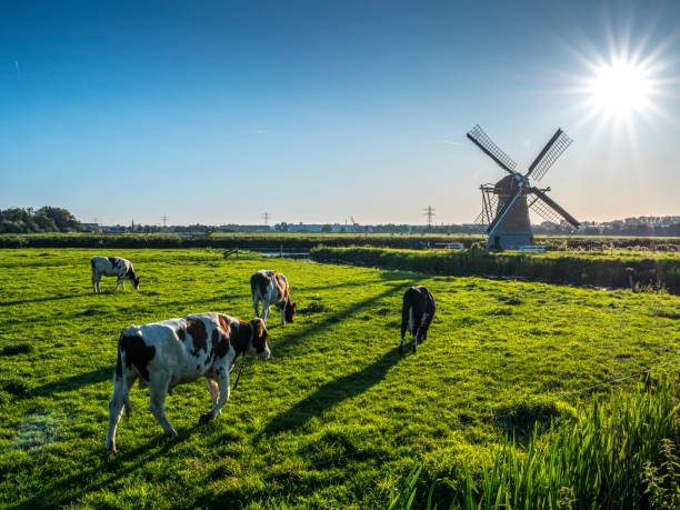 牧草地で放牧牛と典型的なオランダの古い風景 - netherlands windmill farm farmhouse ストックフォトと画像