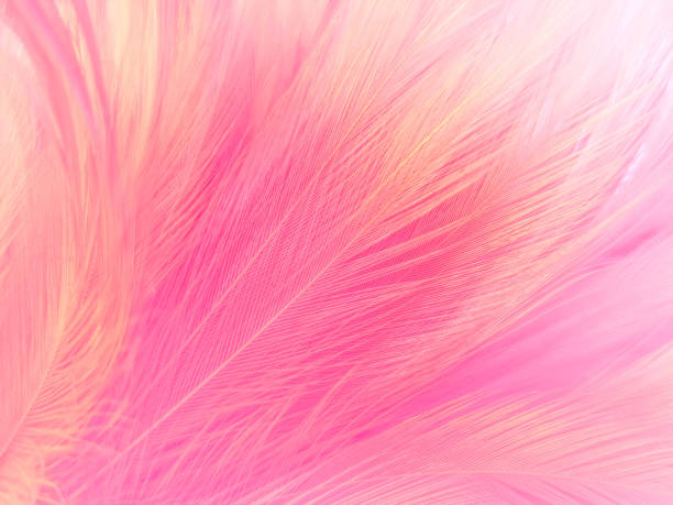 istock Beautiful abstract light pink feathers on white background,  white feather frame texture on pink pattern and pink background, love theme wallpaper and valentines day 1288643374
