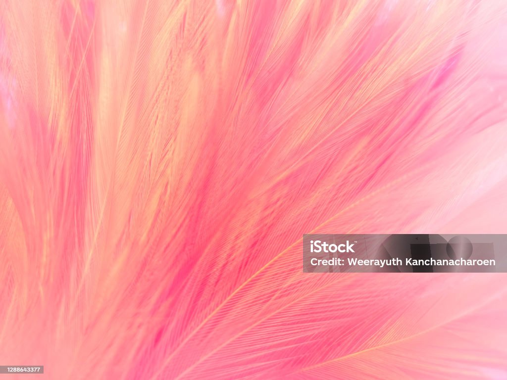 Lông Vũ Màu Hồng Nhạt Trừu Tượng Tuyệt Đẹp Trên Nền Trắng Kết Cấu ...