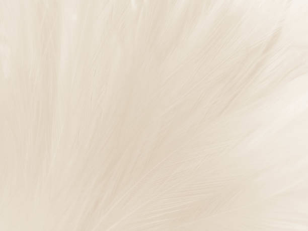 istock Beautiful abstract gray feathers on white background and soft white feather texture on white pattern and brown background, white texture wallpaper, love theme, valentines day 1288643390