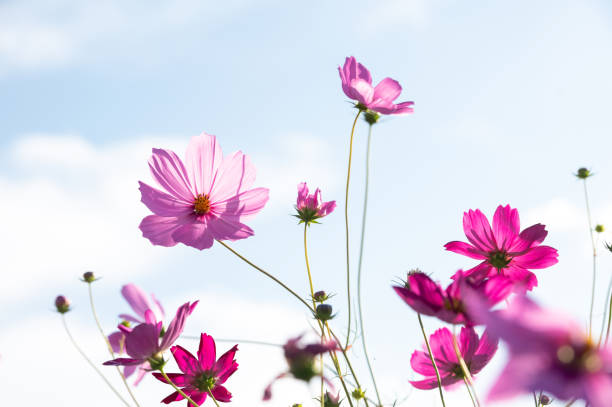 istock Beautiful cosmos blooming in autumn 1288643516