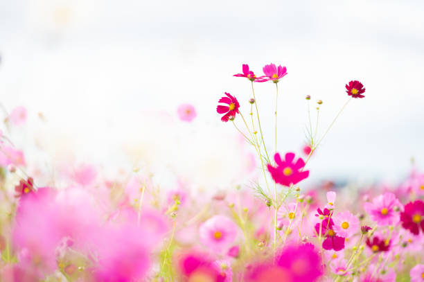 istock Beautiful cosmos blooming in autumn 1288643693
