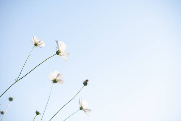 Elegant white cosmos flowers sway gently under a clear blue sky, embodying tranquility and simplicity.