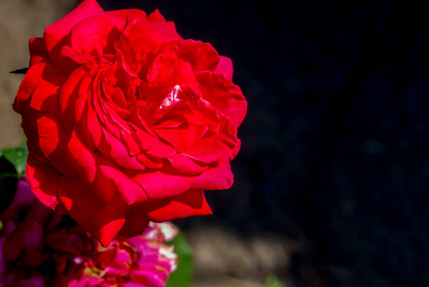 Large and beautiful red rose on a dark background. Flowers in the garden. Red rose.