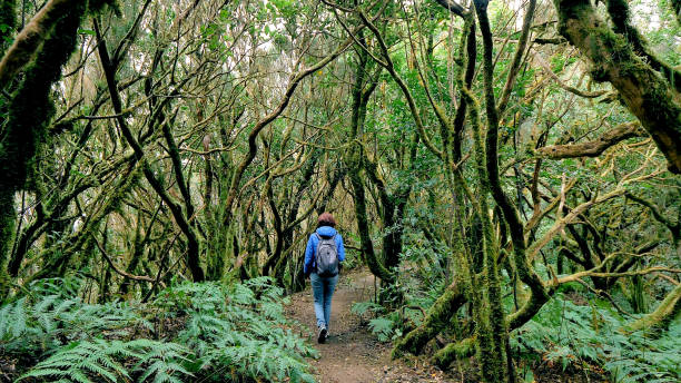 турист, гуляя по лавровому лесу в биосферном заповедни�ке анага, тенерифе (канарские острова) - anaga стоковые фото и изображения