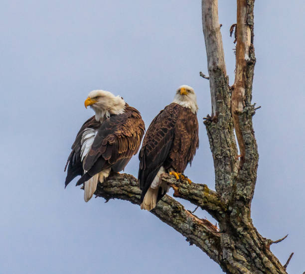 Pair of bald eagles in a tree with one cleaning its feathers A mated pair of bald eagles (Haliaeetus leucocephalus) perched in a dead tree.  One has its wings partially open because it has been cleaning its feathers. eagle bald eagle american culture feather stock pictures, royalty-free photos & images