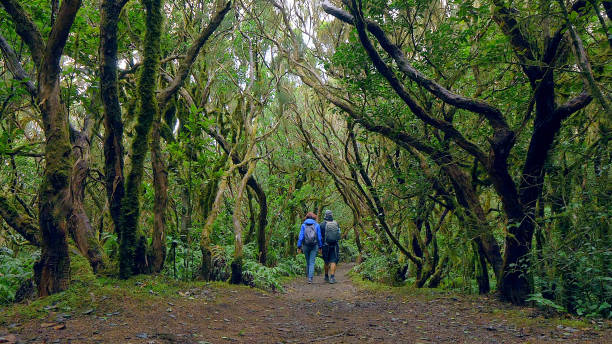 пара туристов гуляет в лавровом лесу - anaga сток�овые фото и изображения