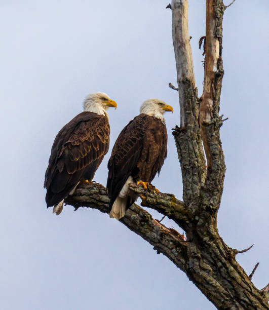 istock Mated pair of bald eagles sitting close to each other and looking in the same direction 1288645155