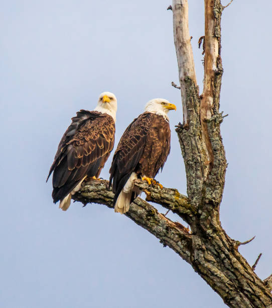 Pair of bald eagles in a tree looking in different directions