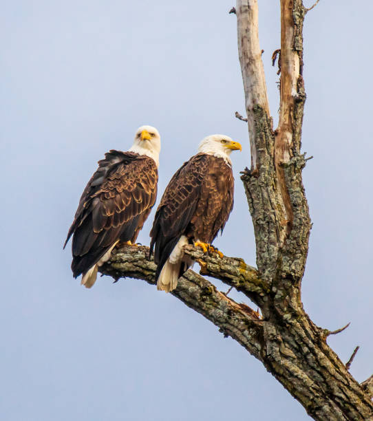 Pair of bald eagles in a tree looking in different directions stock photo