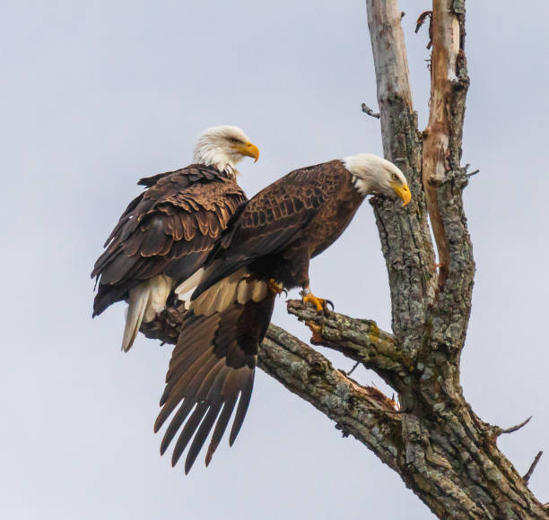 istock Pair of bald eagles in a tree with one looking intently at the ground 1288645276
