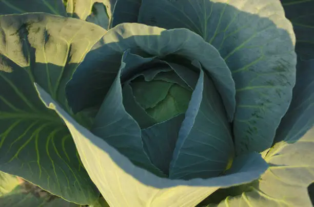 Cabbage grow in the garden. Agriculture. Healthy and healthy food for humans. The cultivation of cabbage.