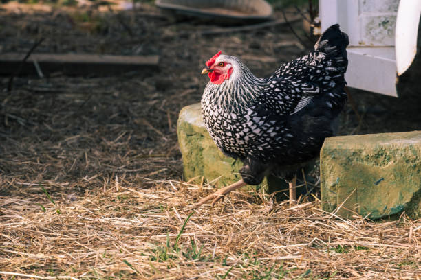 istock Colorful Farm Chicken 1288646451