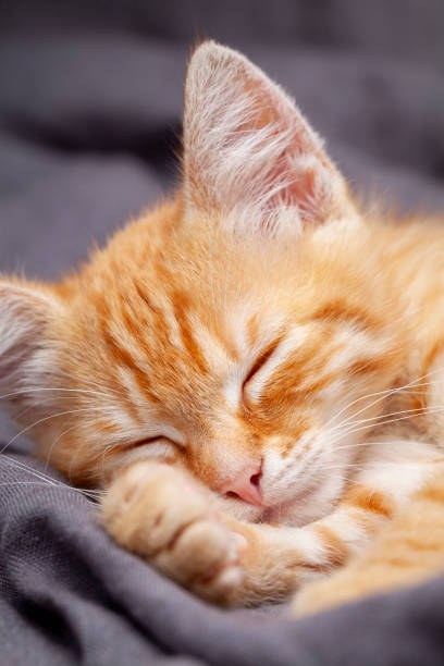istock Portrait of young red kitten falls asleep 1288646996