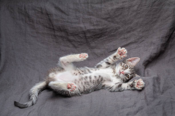 istock Playful young gray striped kitten lying on grey 1288647144