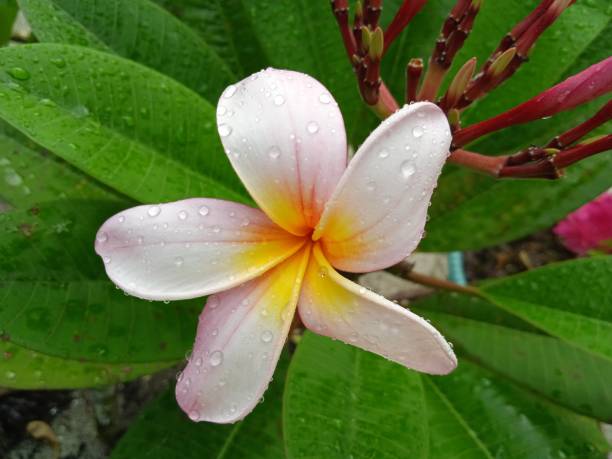 istock Frangipani flowers that have bloomed 1288647189
