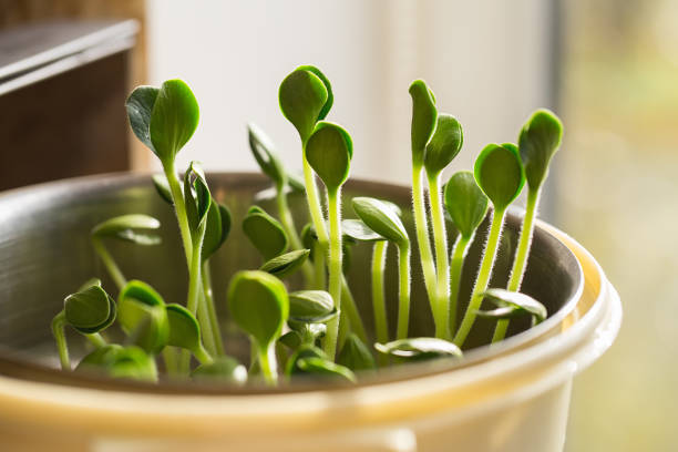 Pumpkin microgreens. Sprouting Microgreens. Seed Germination at home. Vegan and healthy eating concept. Sprouted pepita Seeds, Micro greens. Growing sprouts. Green living concept. Organic food.\