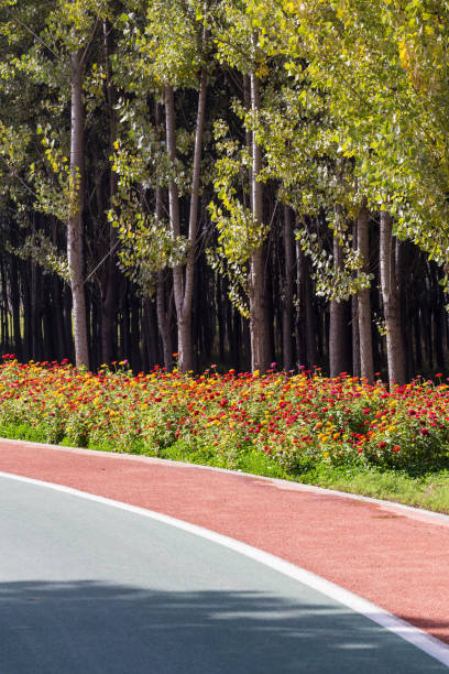 istock Colorful walkways in Wetland Park 1288647786