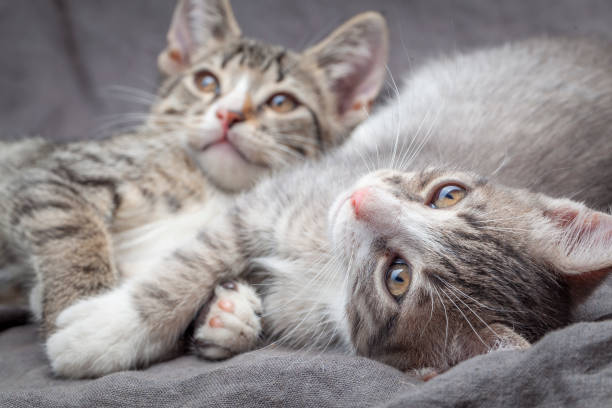 istock A pair of playful young gray striped kittens lying on grey 1288647869