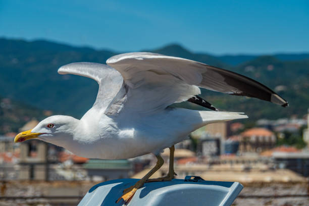 Seagull starting to fly with a view to an old Italian city in the background - City of Savona, Italy, Piedmont Seagull starting to fly with a view to an old Italian city in the background - City of Savona, Italy, Piedmont charadriiformes stock pictures, royalty-free photos & images
