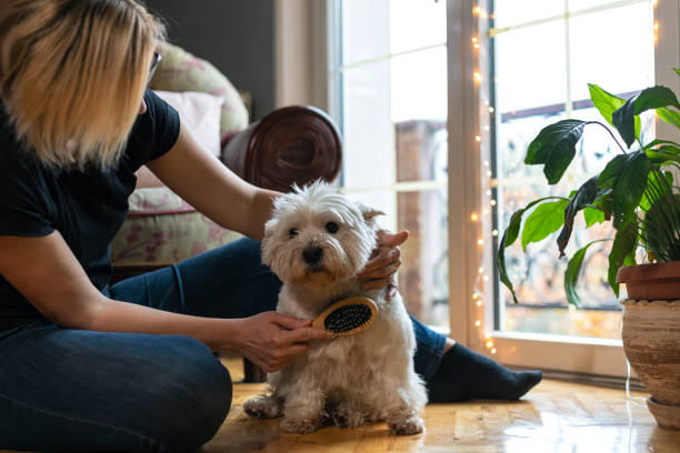 Living with pets Living with pets.An adult woman caresses and brushes her cute pampered dog animal brush stock pictures, royalty-free photos & images